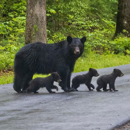 Wilderness Lodge, Hot Tub, Game Room, Pool Access, 1089 Free Tickets Each Paid Day, Dollywood And M Sevierville Bagian luar foto